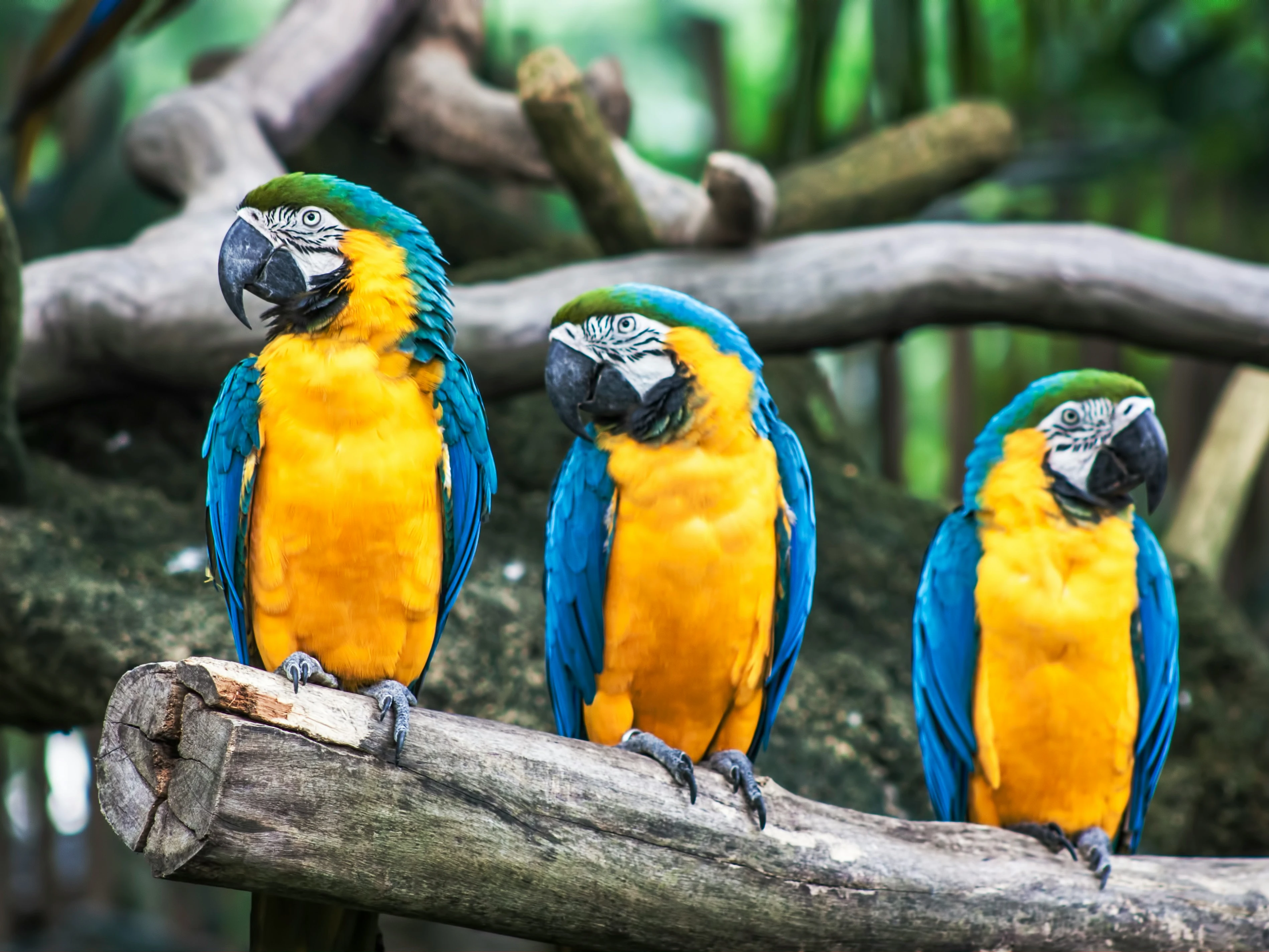 three blue-and-yellow parrots on tree branch