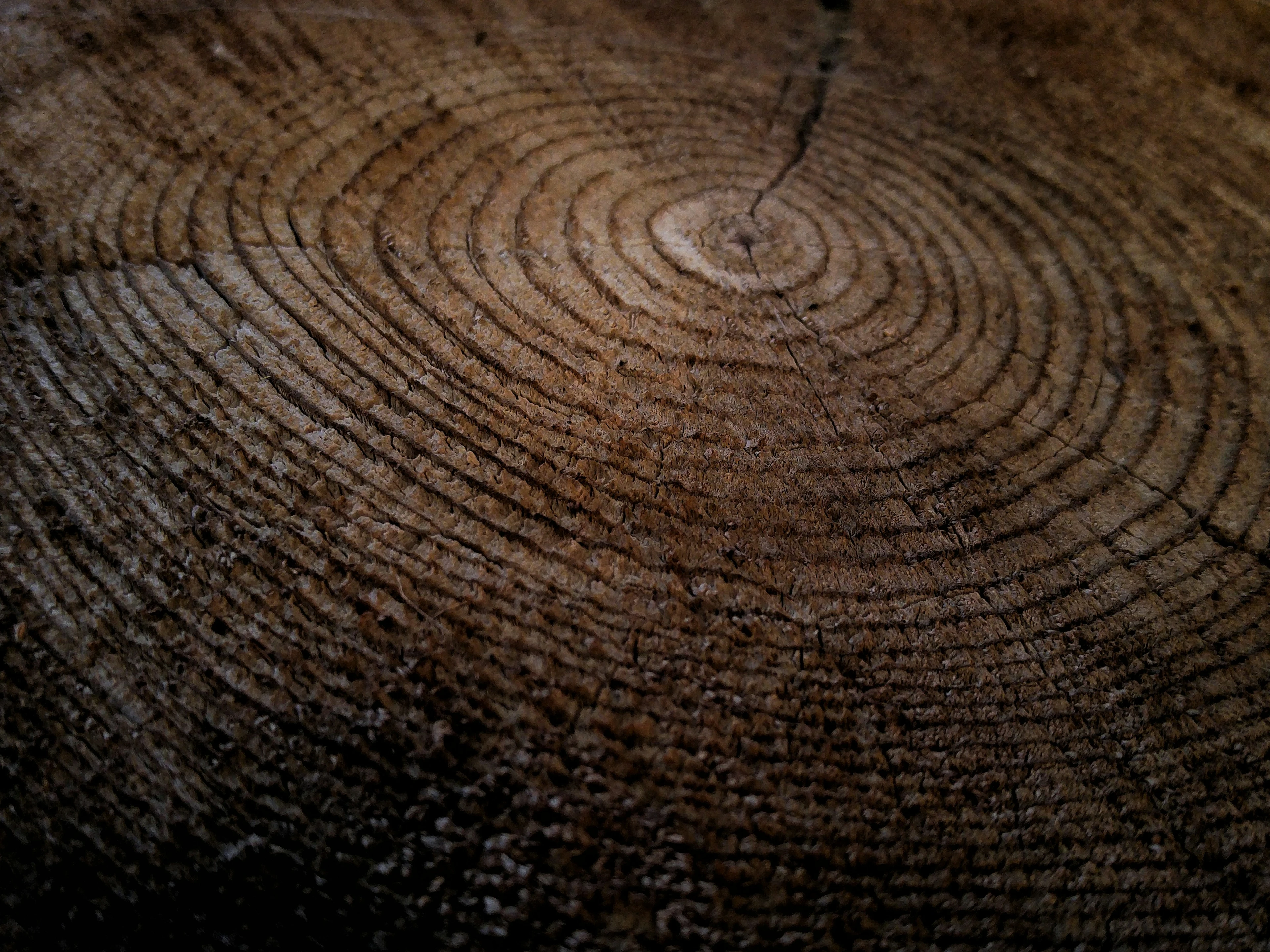 Close-up of growth rings in a thick tree stump