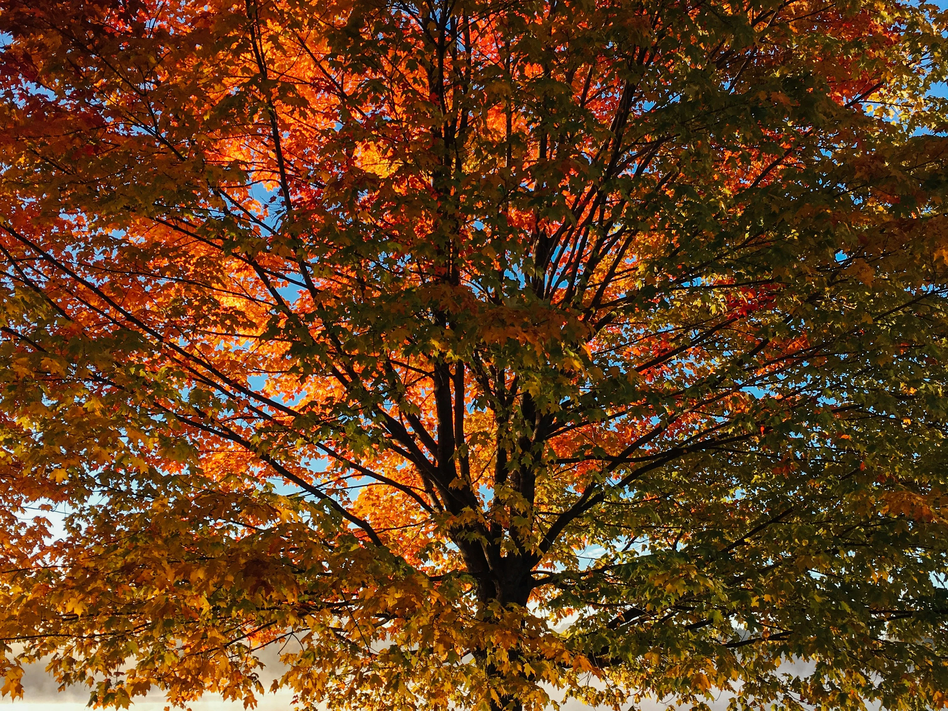 red and brown leafy tree at daytime